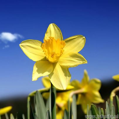 Narcissen